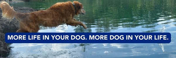 https://stratus.campaign-image.com/images/1020241000004539283_zc_v1_1692393588709_more_life_in_your_dog_footer.jpg