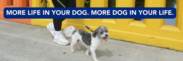 https://stratus.campaign-image.com/images/1020241000005667004_zc_v1_1692393588709_more_life_in_your_dog_footer.jpg