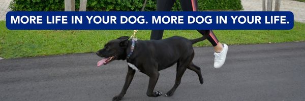 https://stratus.campaign-image.com/images/1020241000006697678_zc_v1_1692393588709_more_life_in_your_dog_footer.jpg