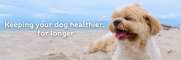 https://stratus.campaign-image.com/images/1020241000013107158_zc_v1_1720802269799_healthier_for_longer_summer_dog.jpg