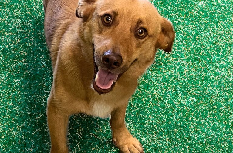 https://stratus.campaign-image.com/images/1056602000008408025_zc_v1_1698950528723_maverick.jpg