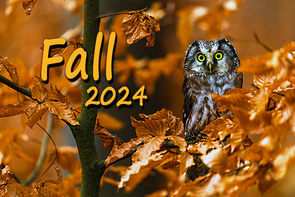 Fall 2024 graphic of owl in autumn tree