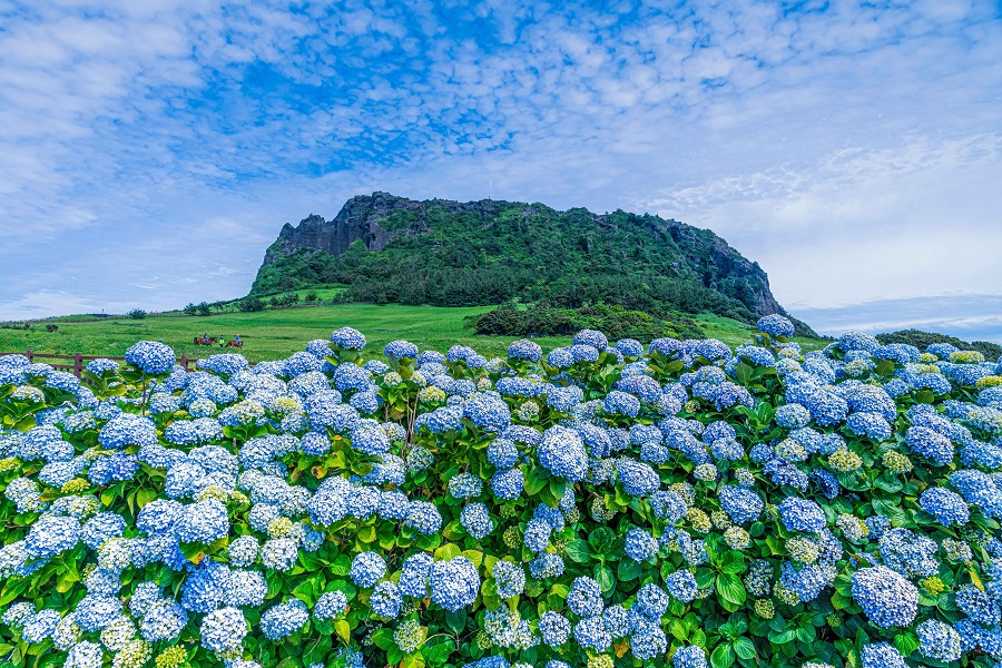 https://stratus.campaign-image.com/images/1199805000005068004_zc_v1_1721181625869_seongsan_ilchulbong_tuff_cone_and___hydrangea.jpg