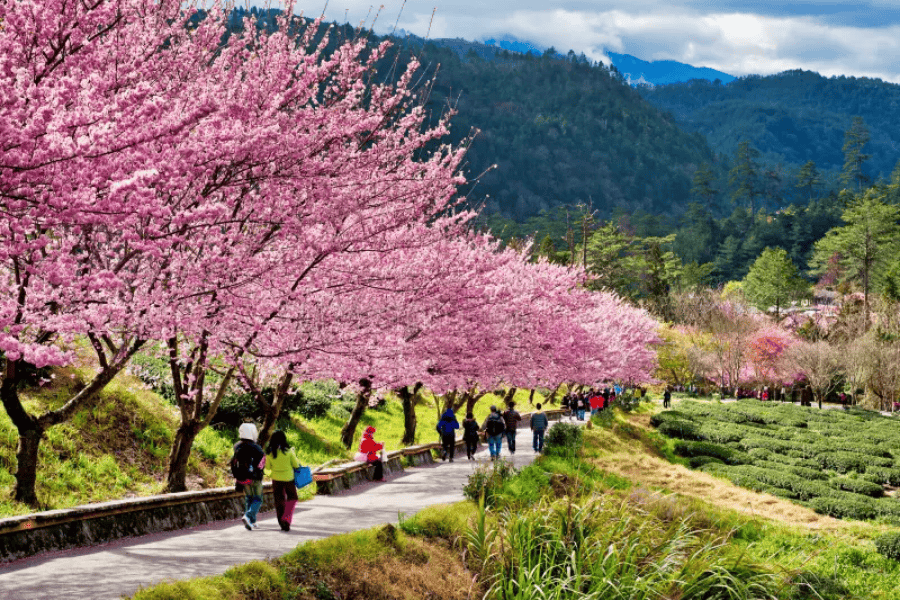 https://stratus.campaign-image.com/images/1199805000055416003_zc_v1_1776672453125_cherry_blossom_on_wuling_farm_taiwan.png