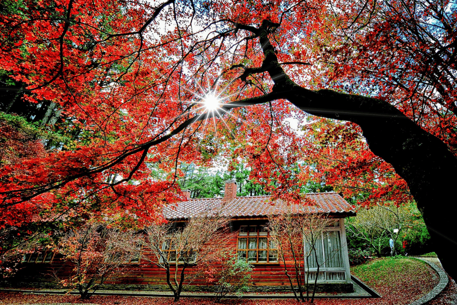 https://stratus.campaign-image.com/images/1199805000055416003_zc_v1_1776672510236_autumn_maples_in_fushou_mountain_taiwan.png