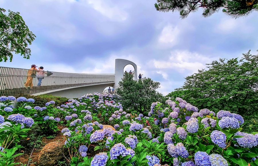 https://stratus.campaign-image.com/images/1199805000055940003_zc_v1_1778054058903_camellia_hill_jeju.jpg