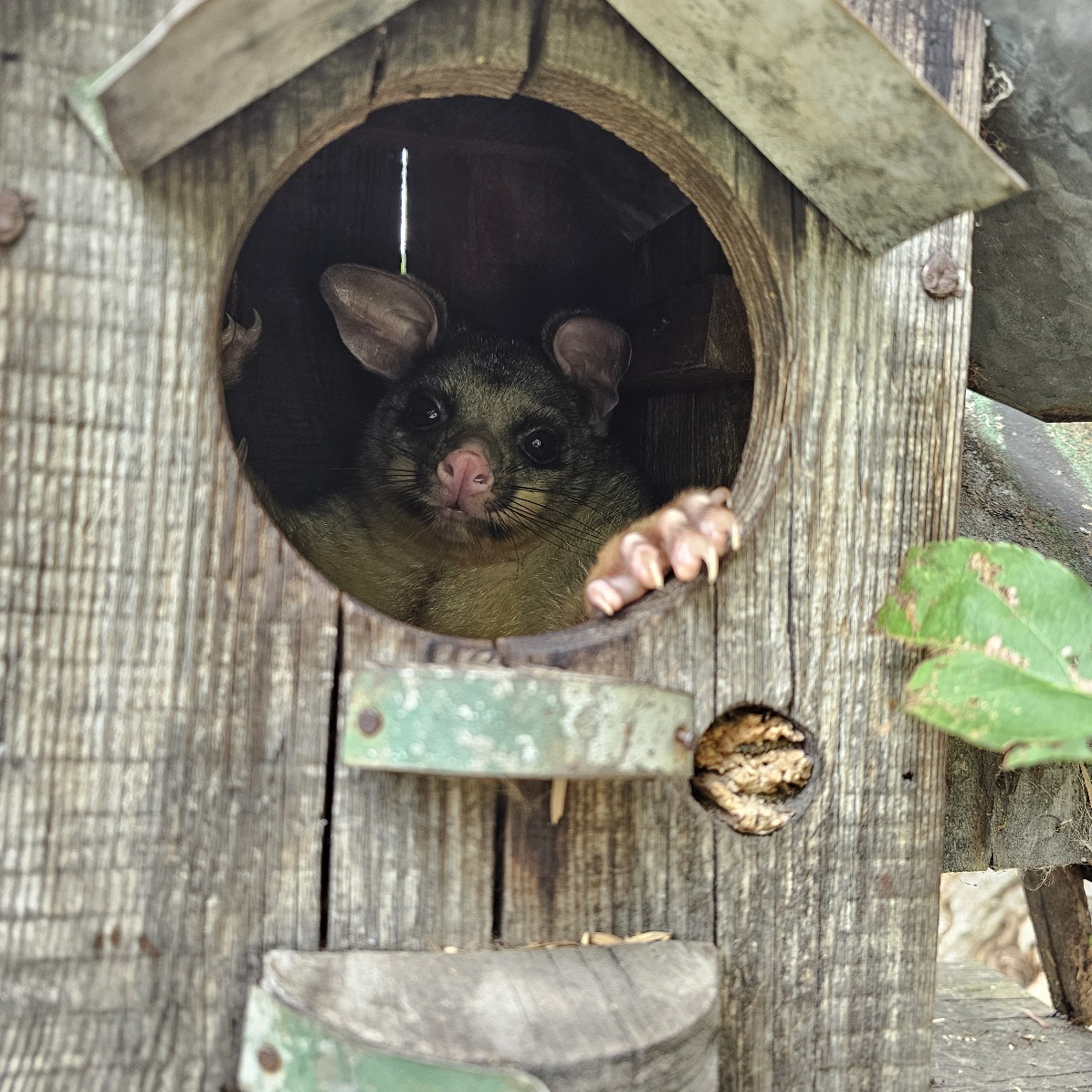 Hello from Oreo, a possum who has taken up residence in my birdhouse.