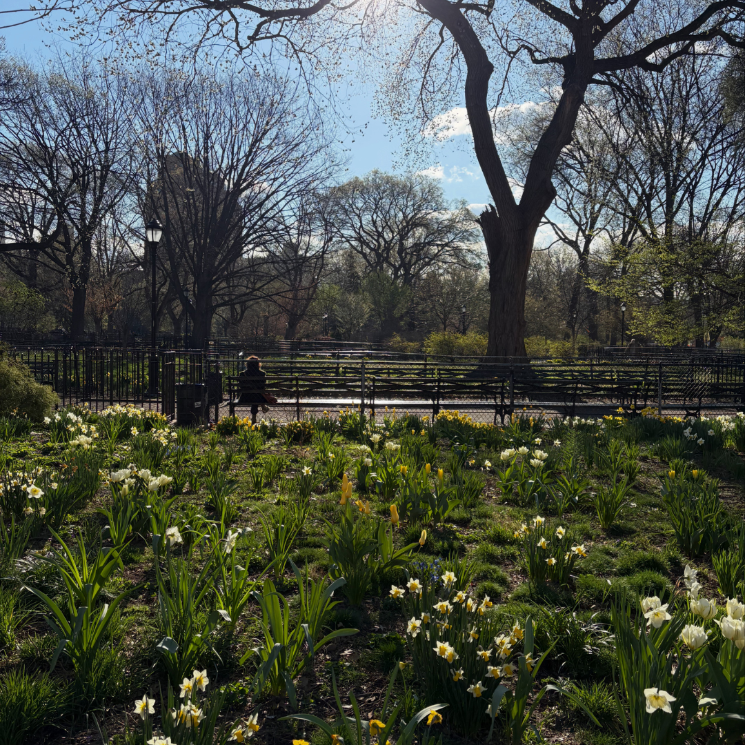 Field of daffodils