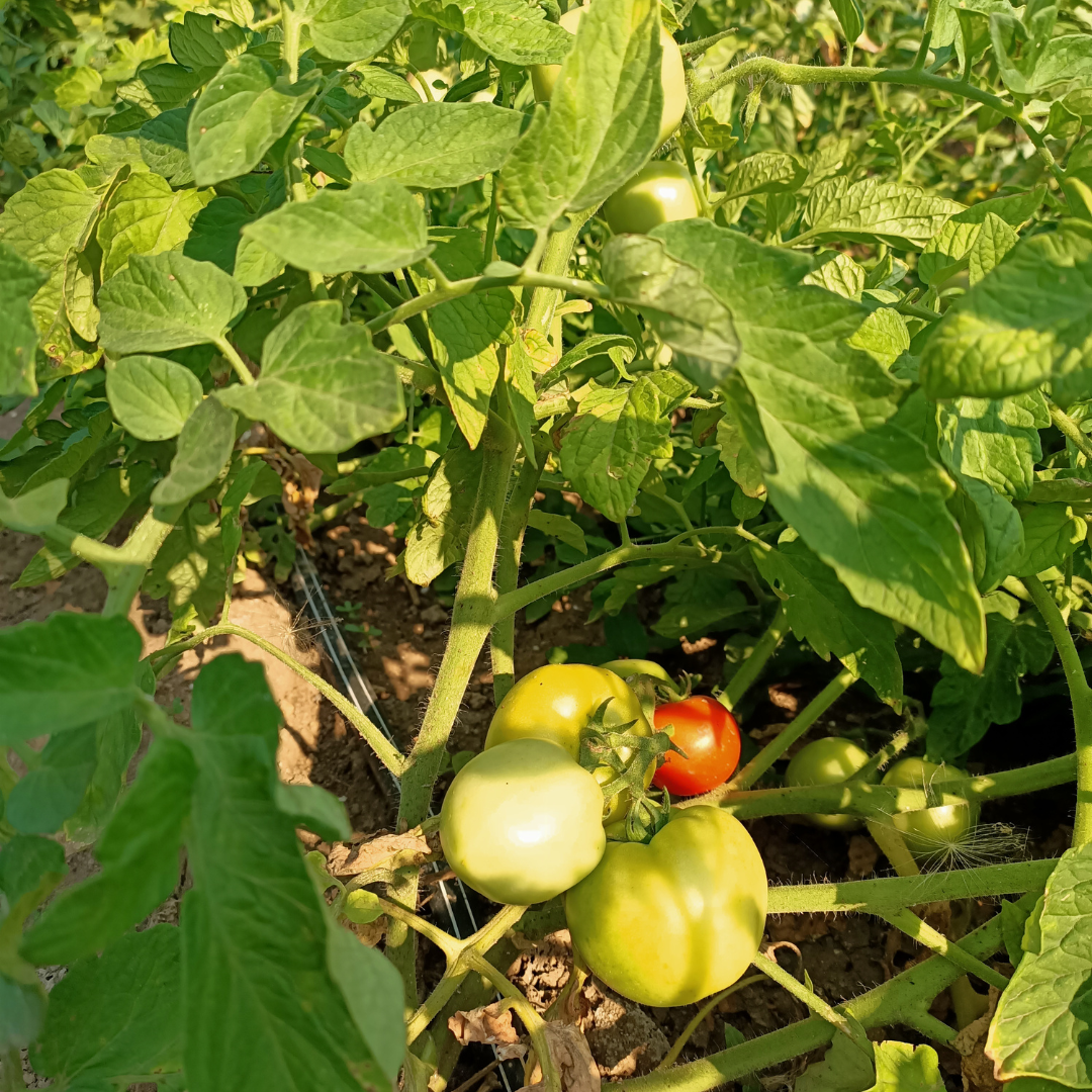 Tomato garden