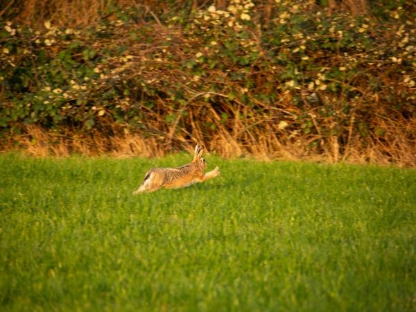 A bunny in a field, happily jumping around.
