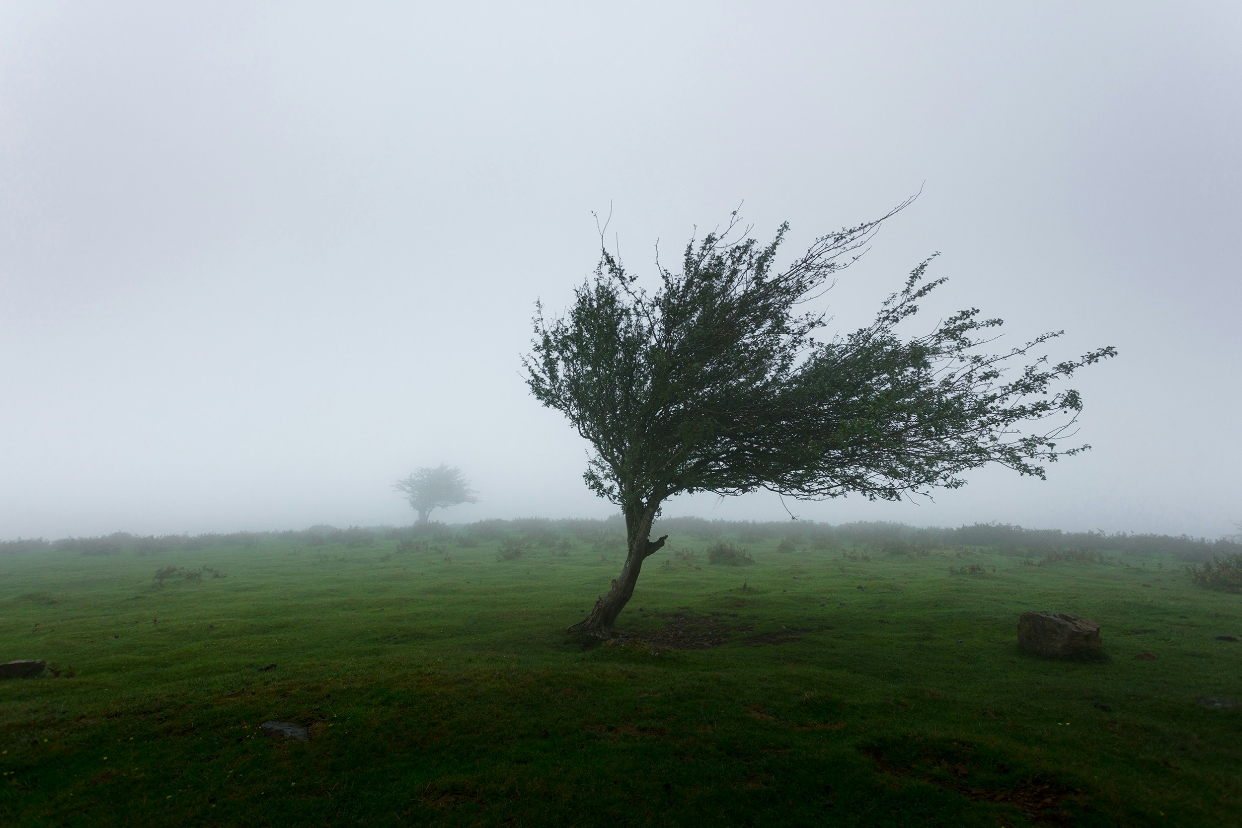 tree bending in wind
