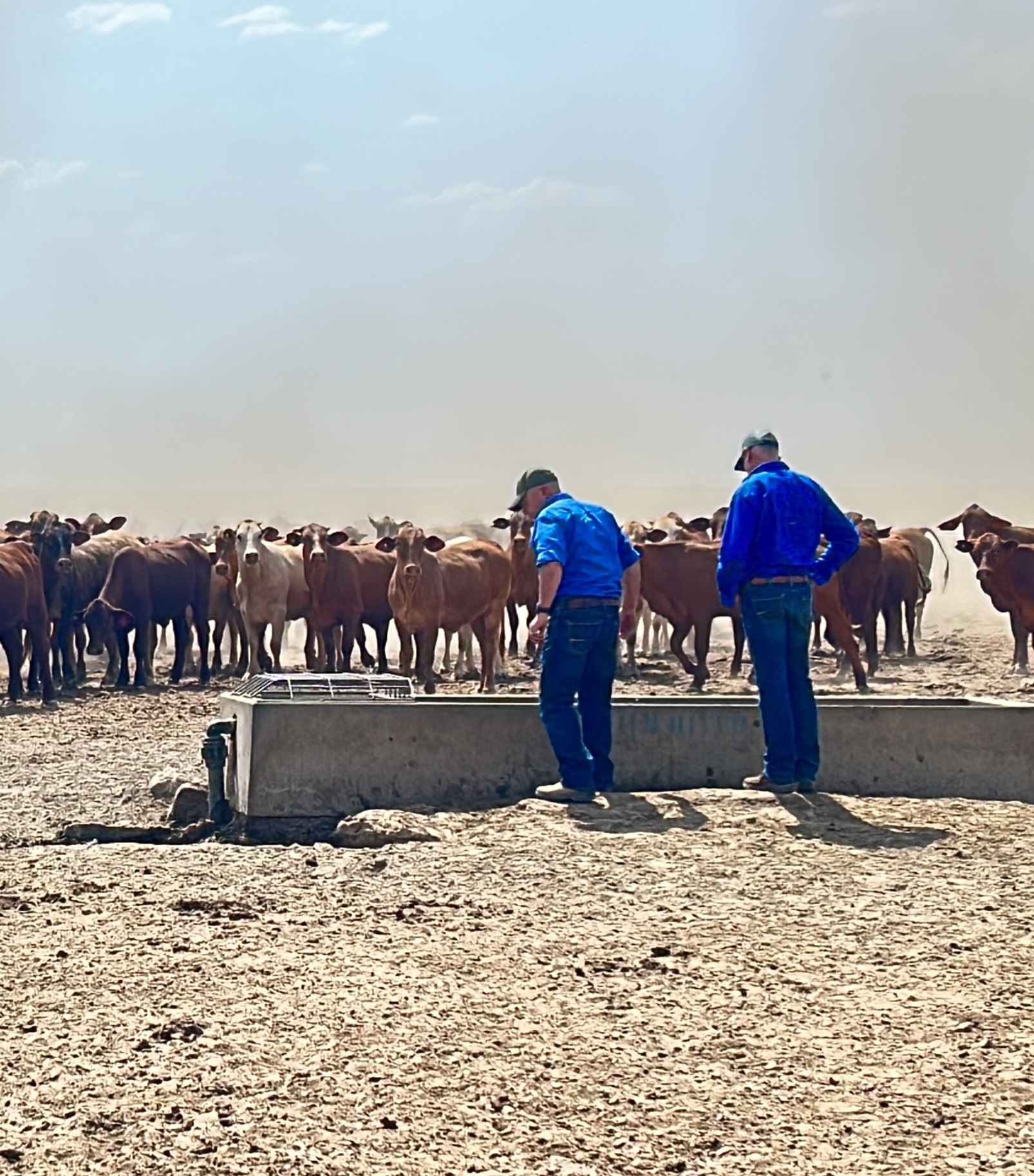 Cattle with a trough and two men in blue shirts