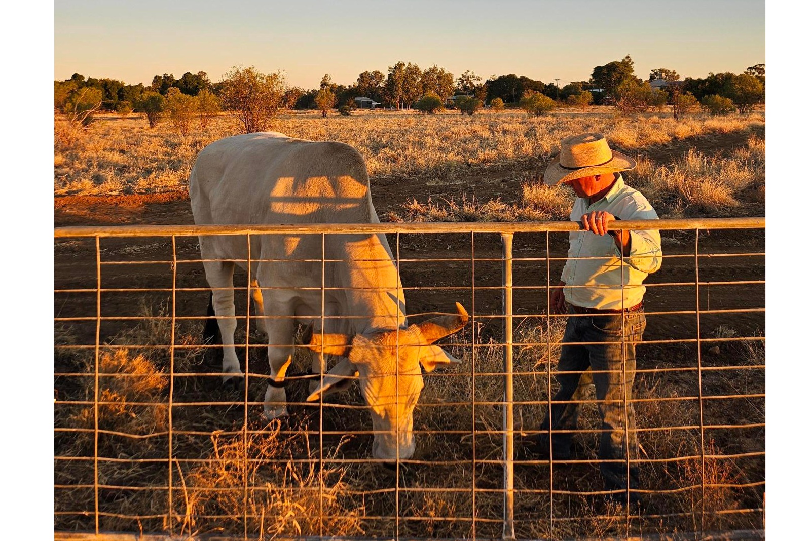 Man and cattle behind a fence