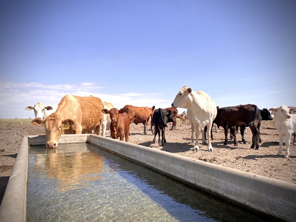 Cattle drinking from a trough
