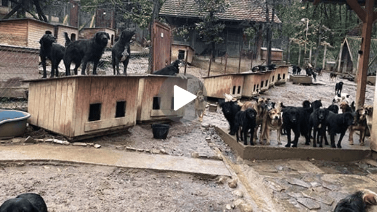 https://www.animalsfirstaid.org/thumbnail/oaza2_gif.gif