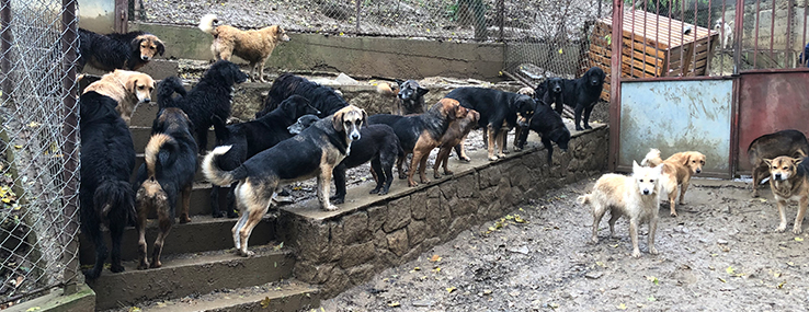 https://www.animalsfirstaid.org/thumbnail/oaza2_1.jpg