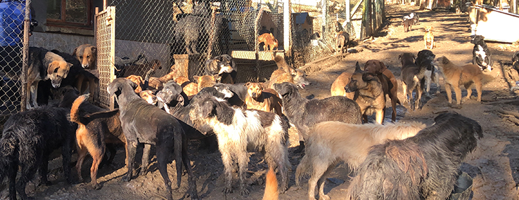 https://www.animalsfirstaid.org/thumbnail/oaza2_2.jpg