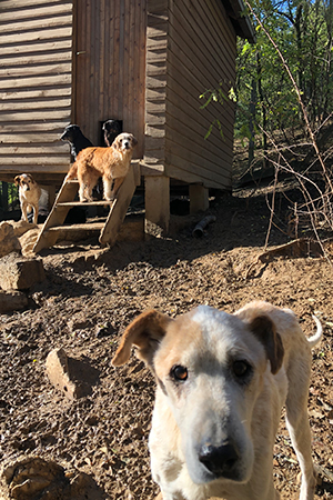 https://www.animalsfirstaid.org/thumbnail/oaza2_v2.jpg