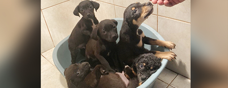 https://www.animalsfirstaid.org/thumbnail/oaza2_16.jpg