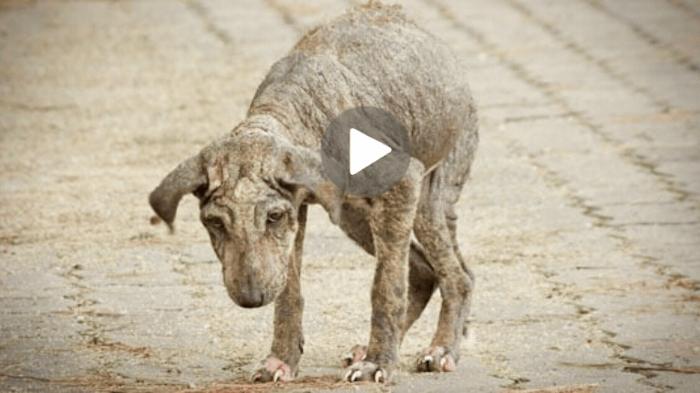 https://www.animalsfirstaid.org/thumbnail/dekica.gif