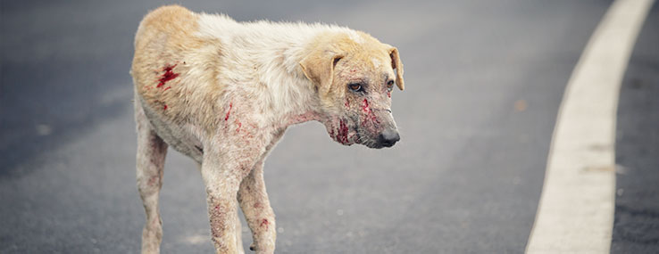 https://www.animalsfirstaid.org/thumbnail/jelena2_1.jpg