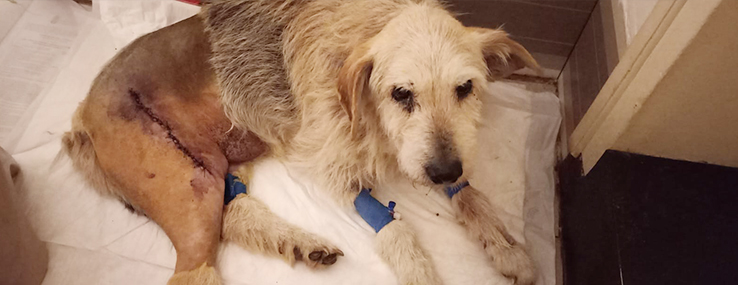 https://www.animalsfirstaid.org/thumbnail/jelena22_2.jpg