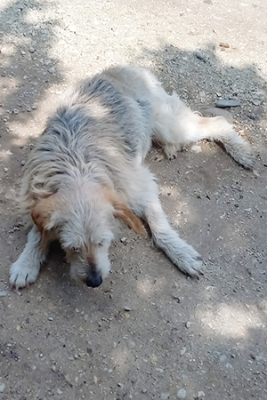https://www.animalsfirstaid.org/thumbnail/jelena2_v1.jpg