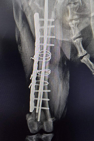 https://www.animalsfirstaid.org/thumbnail/jelena2_v2.jpg