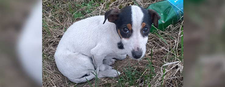 https://www.animalsfirstaid.org/thumbnail/jelena2_3.jpg