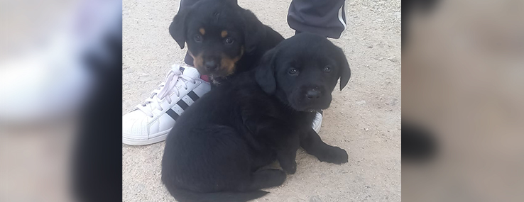 https://www.animalsfirstaid.org/thumbnail/jelena2_4.jpg