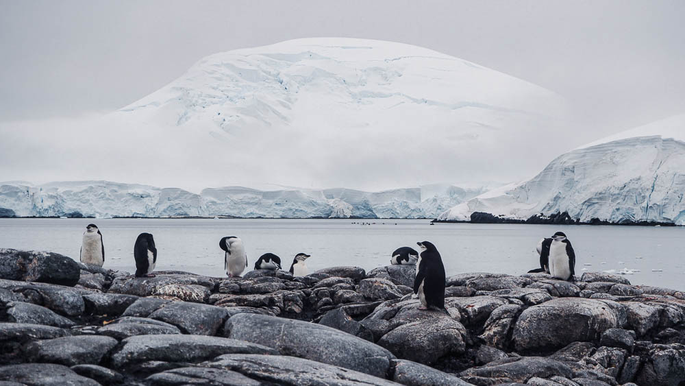 Antarctica Diary Day 4: Penguinpalooza at Eckener & Palaver Point