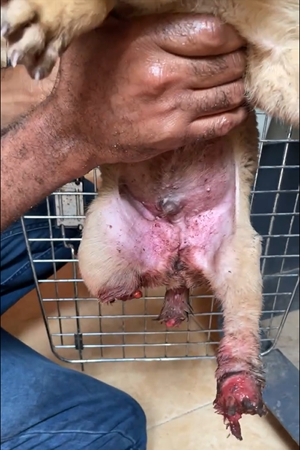 https://www.animalsfirstaid.org/thumbnail/teddy_v22.png