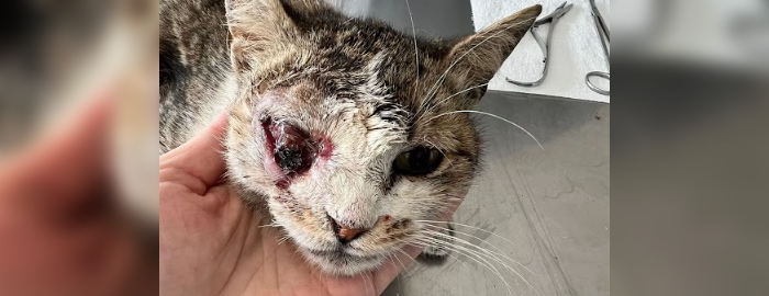 https://www.animalsfirstaid.org/thumbnail/ycsma_1.jpg