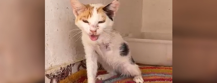 https://www.animalsfirstaid.org/thumbnail/ycsma_3.jpg