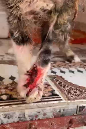 https://www.animalsfirstaid.org/thumbnail/ycsma_v1.jpg