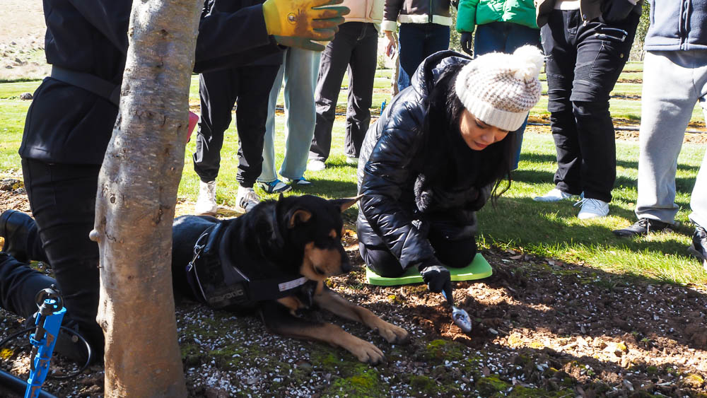 From Farm to Table: Truffle Hunting and Dining in the Blue Mountains