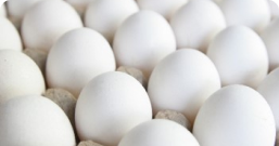 https://stratus.campaign-image.com/images/17383382623715_egg_zc_v22_5_126087000020629009.png