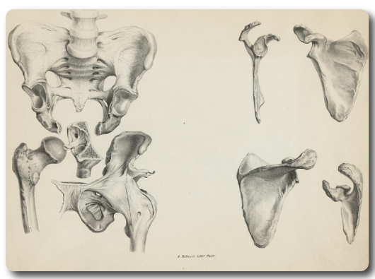 Print speciman of anatomical illustrations of human pelvis and hip bones