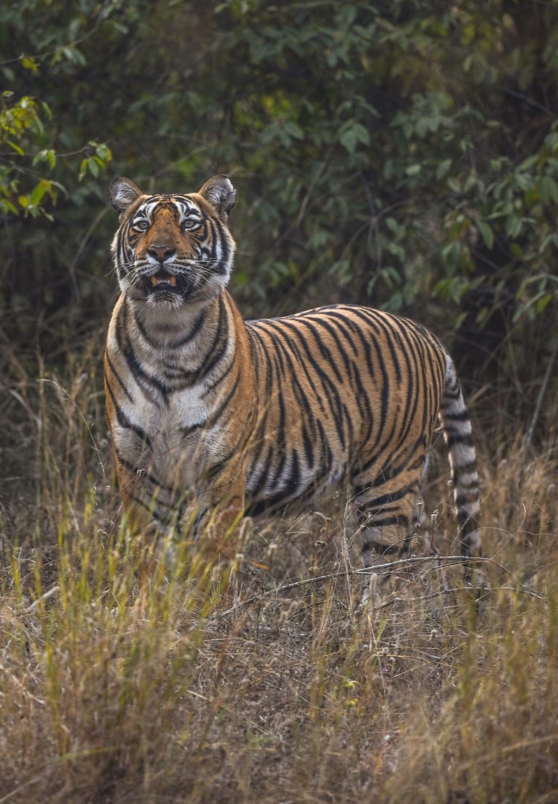 Tigress in Ranthambhore