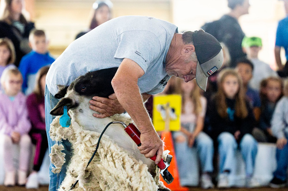 Man shearing a sheep during a public demonstration while children and adults watch in the background.