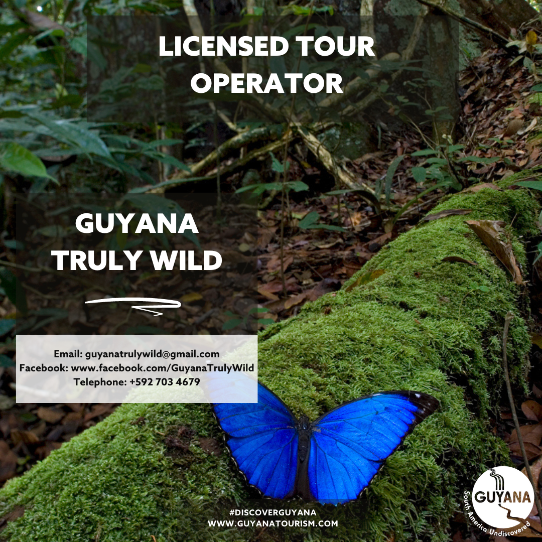 https://stratus.campaign-image.com/images/521815000016137008_zc_v1_1709664172197_guyana_truly_wild.png