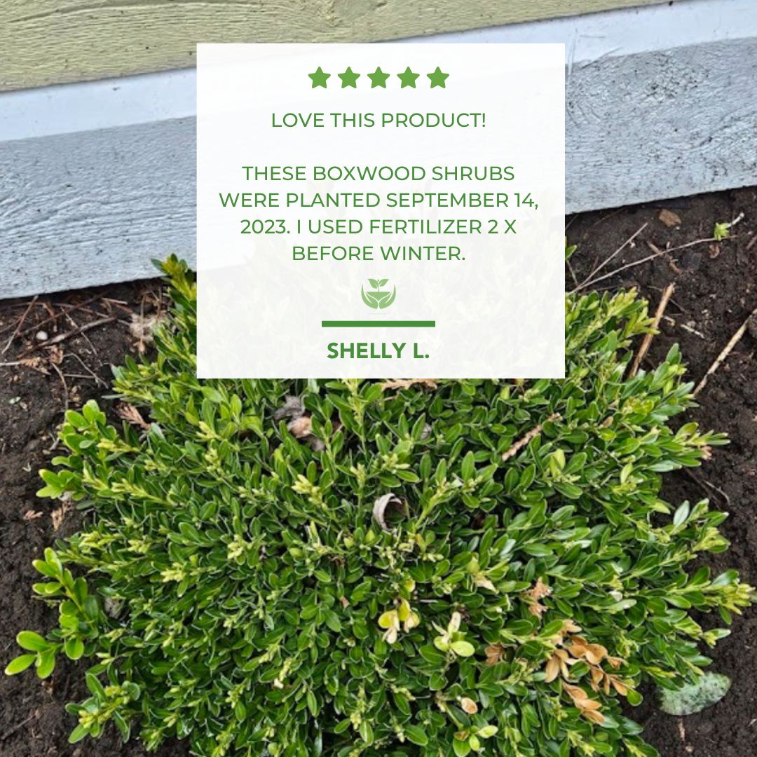 Shelly Google Review
