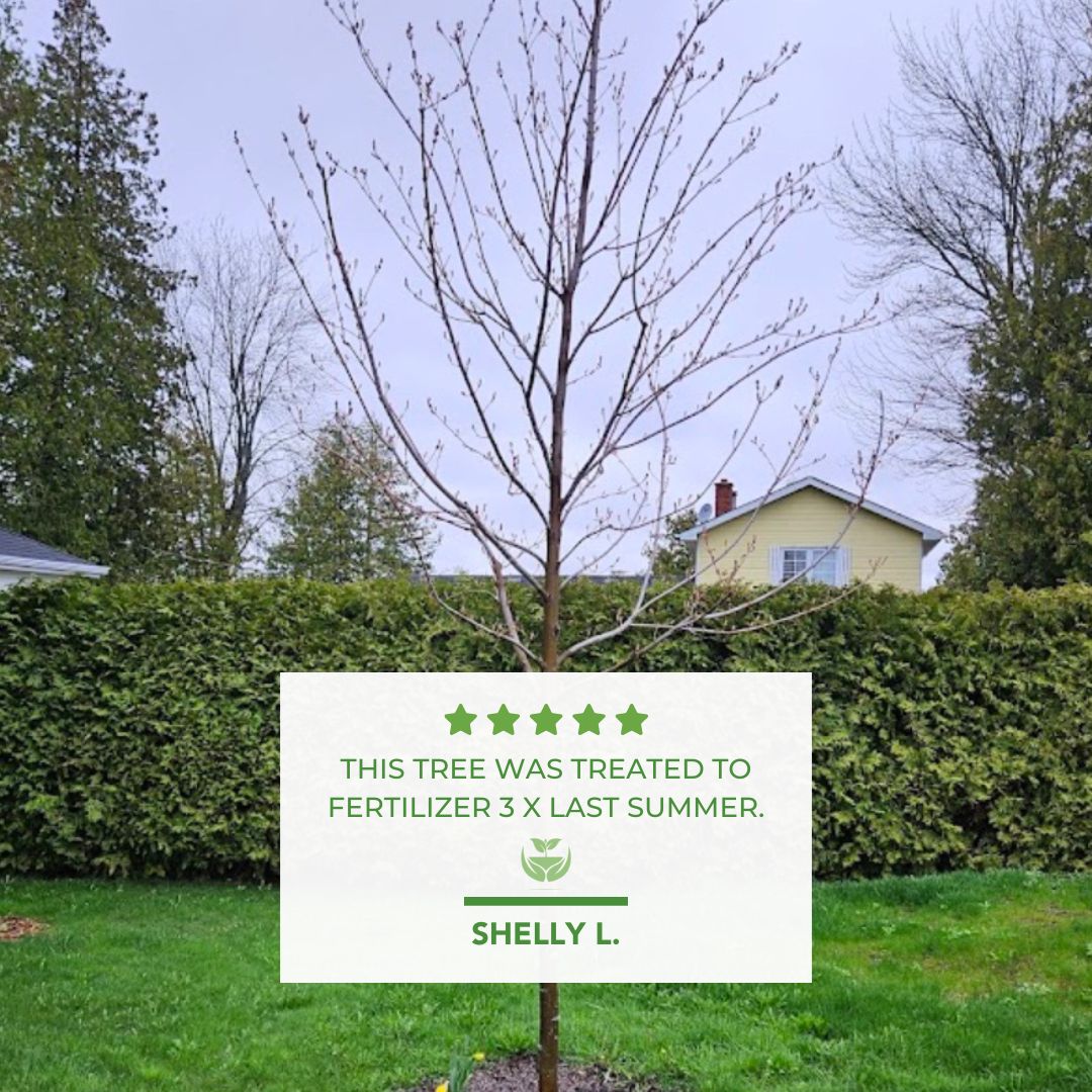 Shelly Google Review