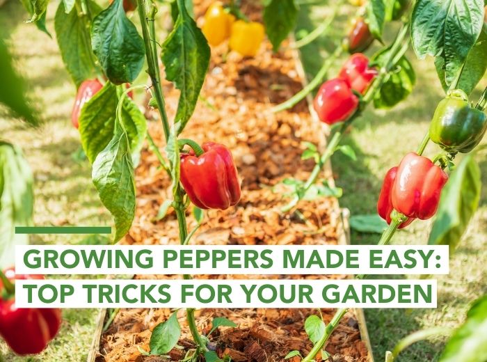 Growing Peppers Tips for your Garden
