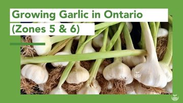Growing garlic in your Garden