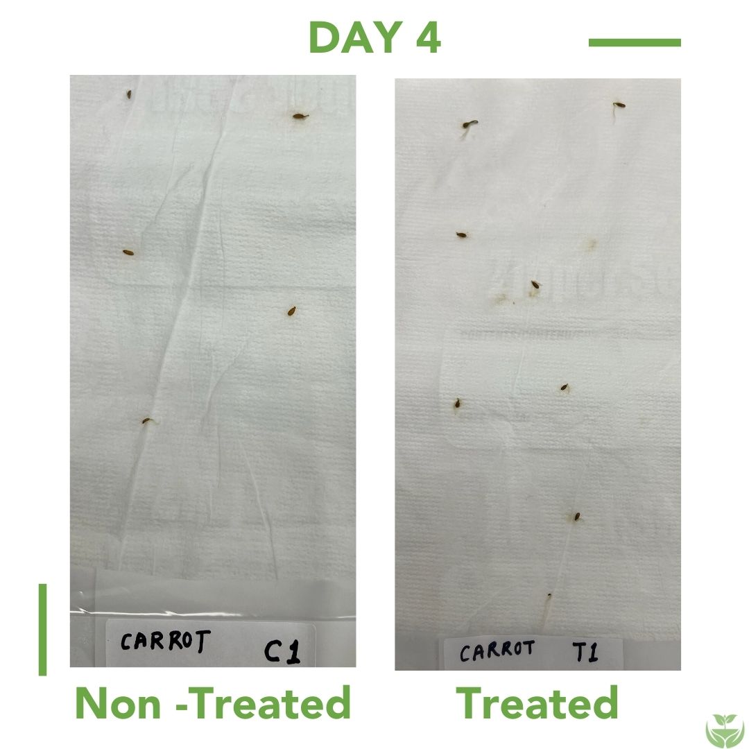 Carrot Seed Germination