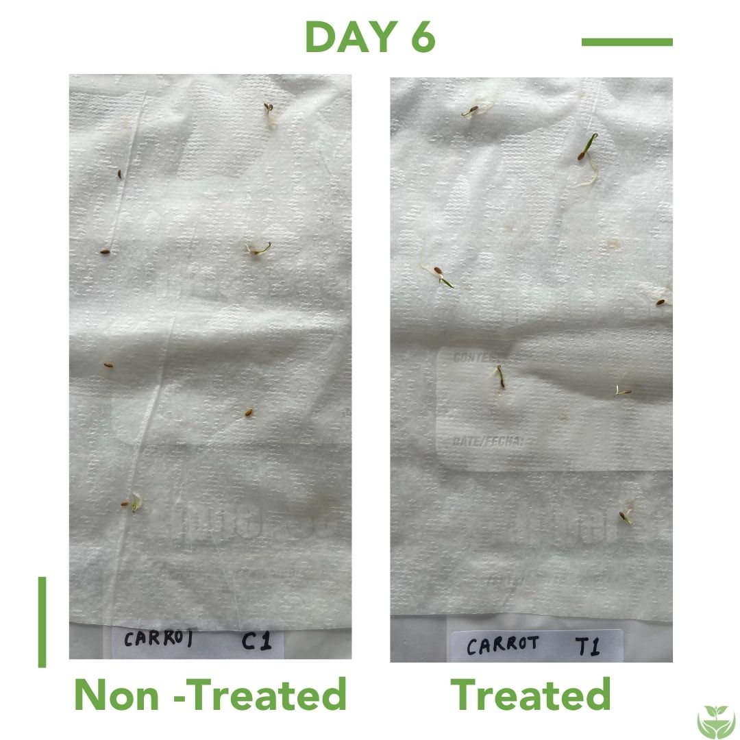Carrot Seed Germination