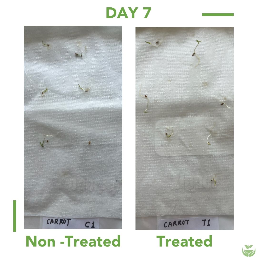 Carrot Seed Germination