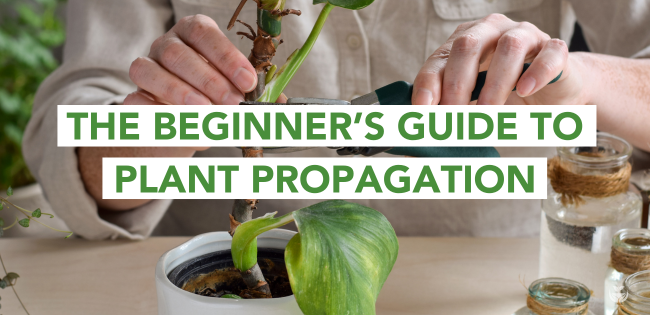 Plant Propagation