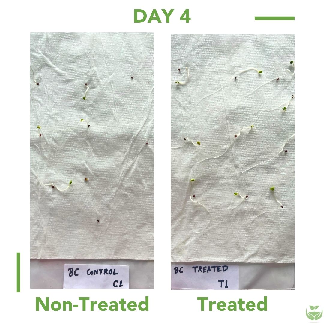 Carrot Seed Germination